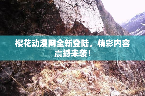 樱花动漫网全新登陆，精彩内容震撼来袭！