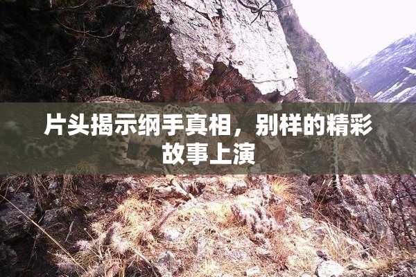 片头揭示纲手真相，别样的精彩故事上演