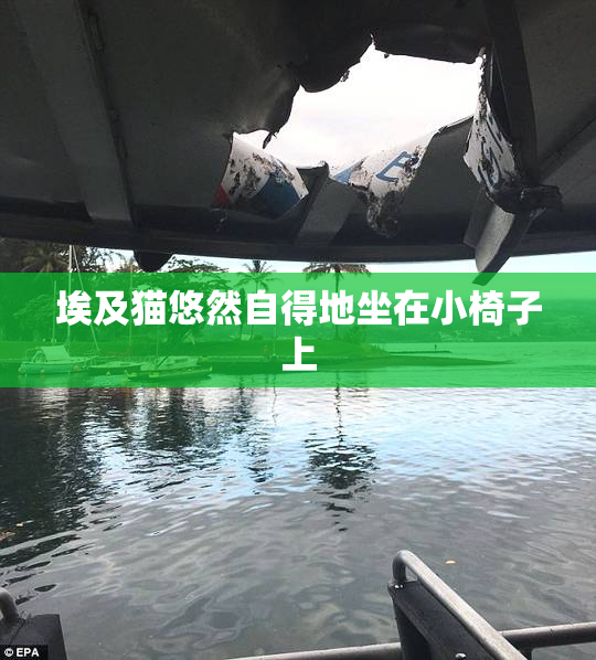 埃及猫悠然自得地坐在小椅子上