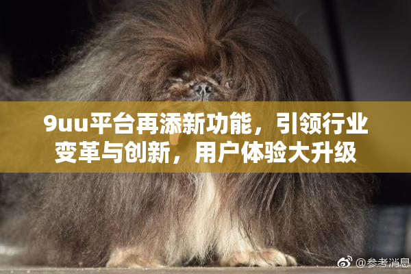 9uu平台再添新功能，引领行业变革与创新，用户体验大升级