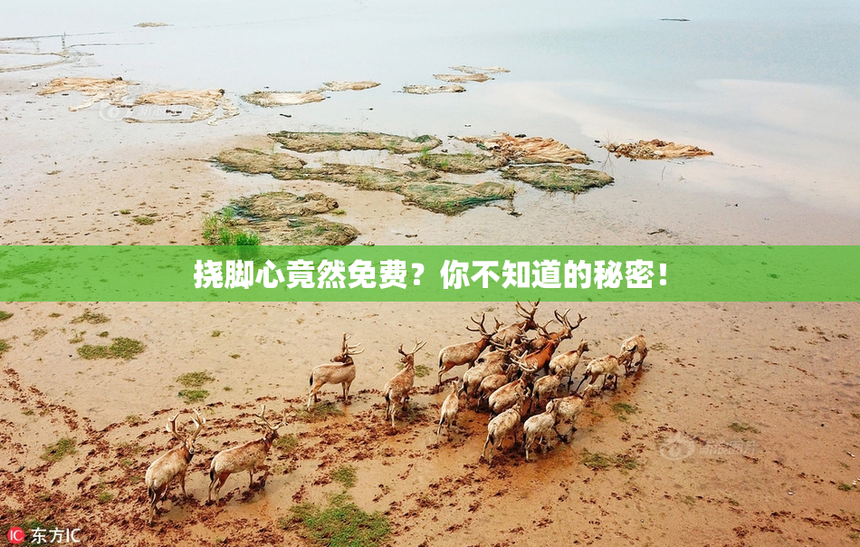 挠脚心竟然免费？你不知道的秘密！