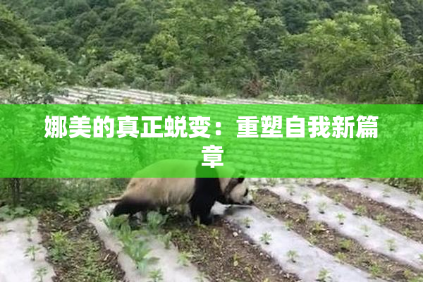 娜美的真正蜕变：重塑自我新篇章