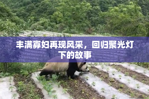 丰满寡妇再现风采，回归聚光灯下的故事