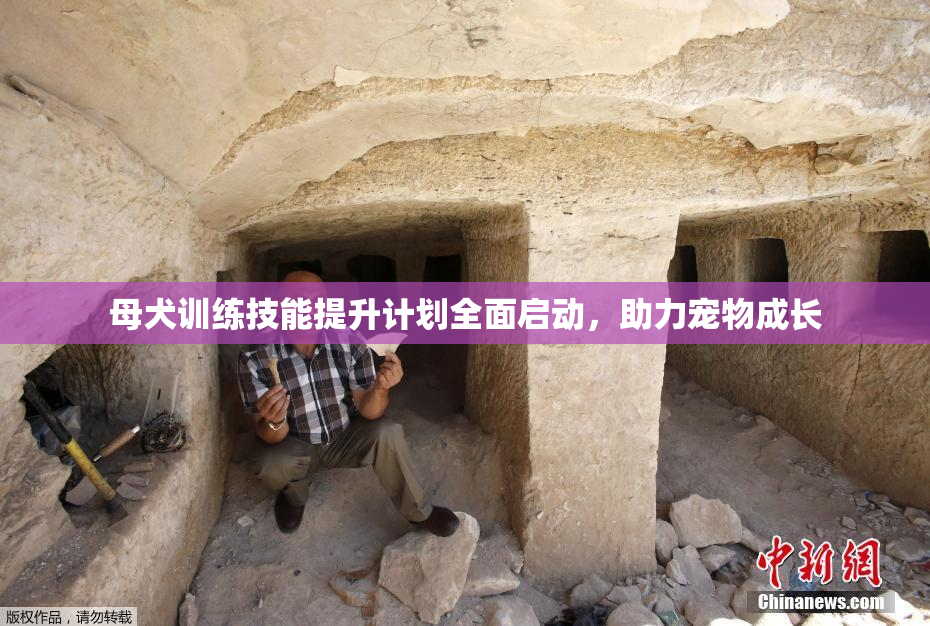 母犬训练技能提升计划全面启动，助力宠物成长