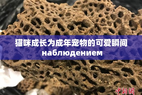 猫咪成长为成年宠物的可爱瞬间 наблюдением