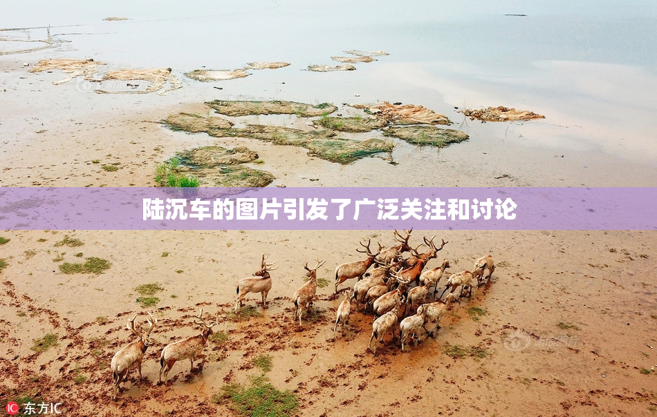 陆沉车的图片引发了广泛关注和讨论