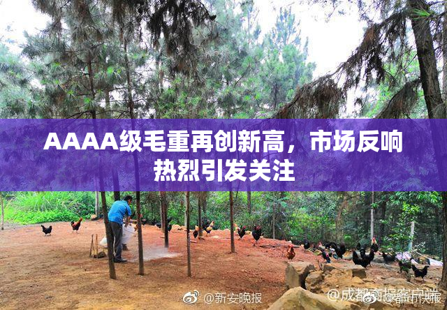 AAAA级毛重再创新高，市场反响热烈引发关注