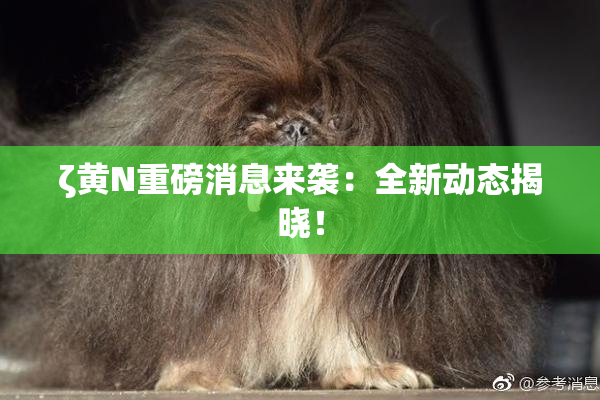 ζ黄Ν重磅消息来袭：全新动态揭晓！
