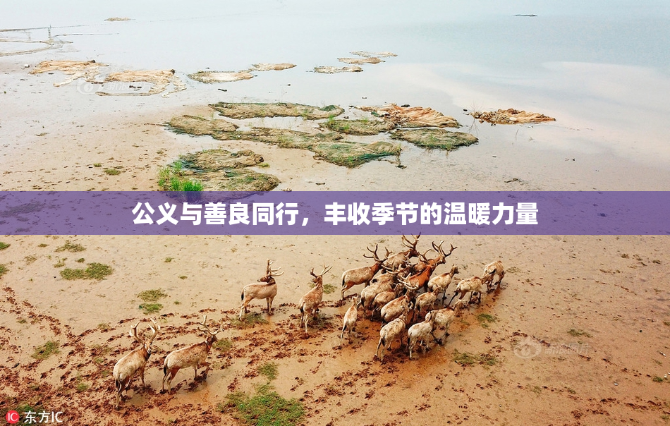 公义与善良同行，丰收季节的温暖力量