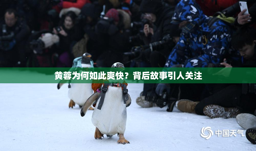 黄蓉为何如此爽快？背后故事引人关注