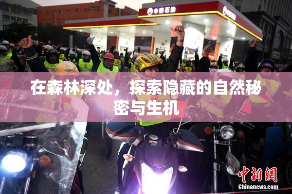 在森林深处，探索隐藏的自然秘密与生机