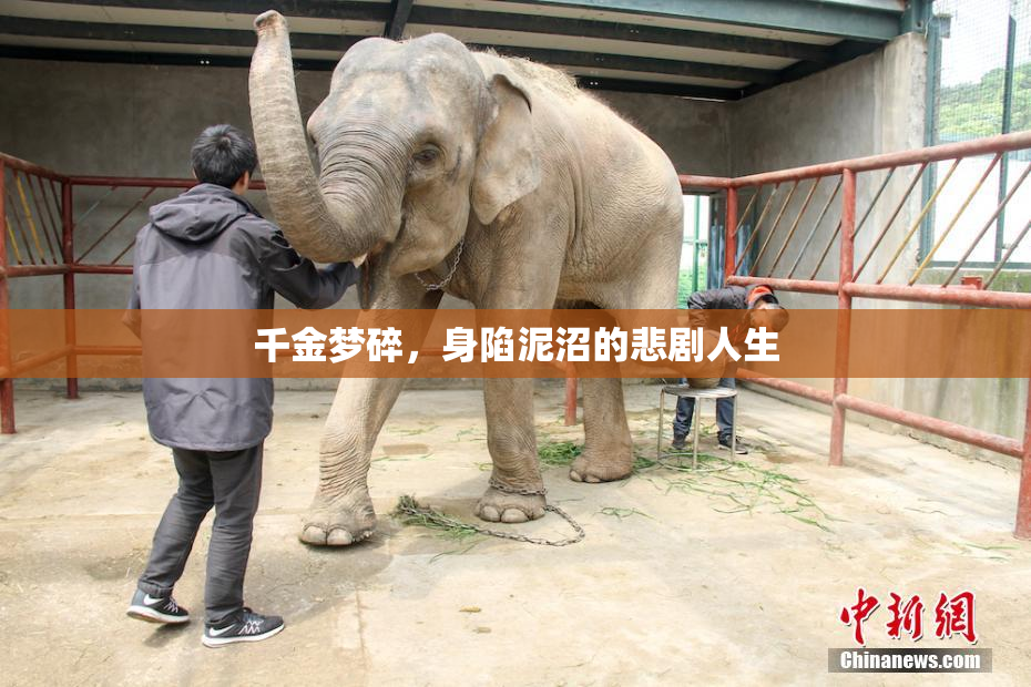千金梦碎，身陷泥沼的悲剧人生