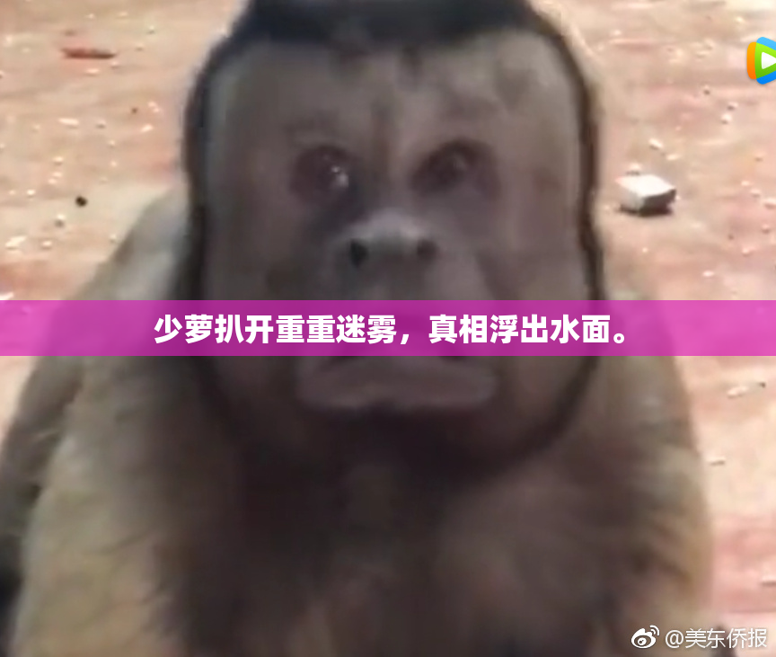 少萝扒开重重迷雾，真相浮出水面。