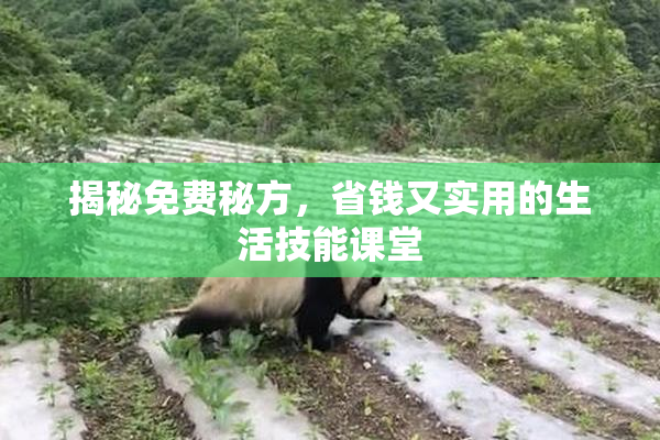 揭秘免费秘方，省钱又实用的生活技能课堂