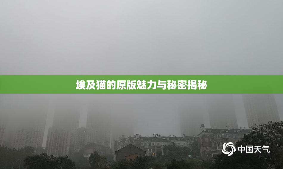 埃及猫的原版魅力与秘密揭秘