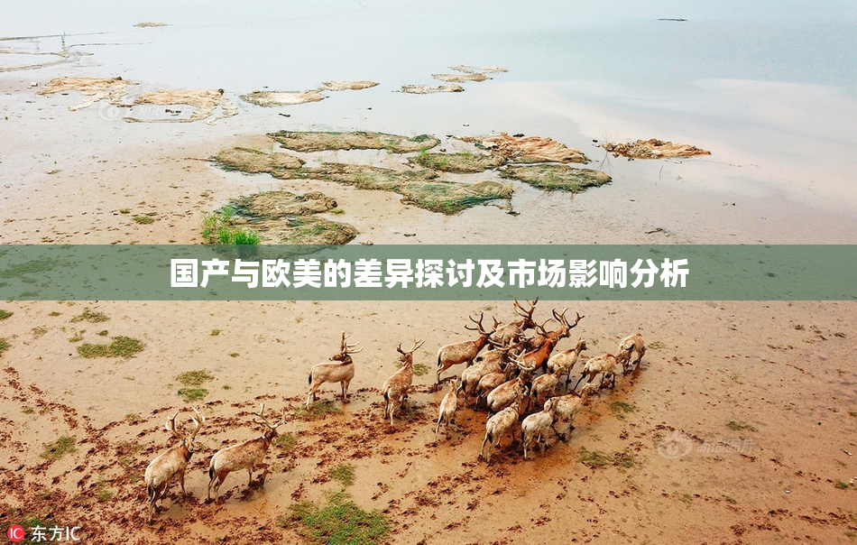 国产与欧美的差异探讨及市场影响分析