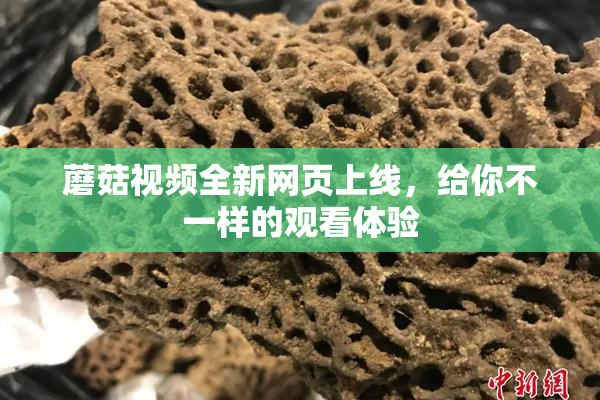 蘑菇视频全新网页上线，给你不一样的观看体验