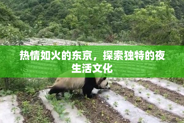 热情如火的东京，探索独特的夜生活文化