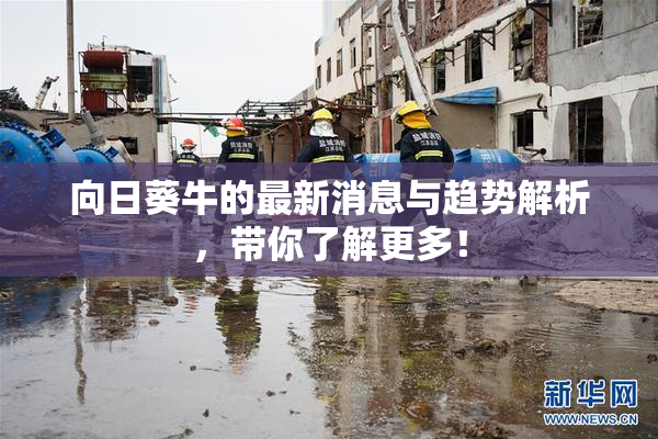 向日葵牛的最新消息与趋势解析，带你了解更多！