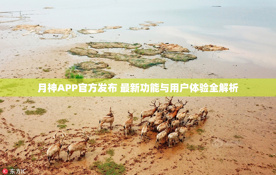 月神APP官方发布 最新功能与用户体验全解析
