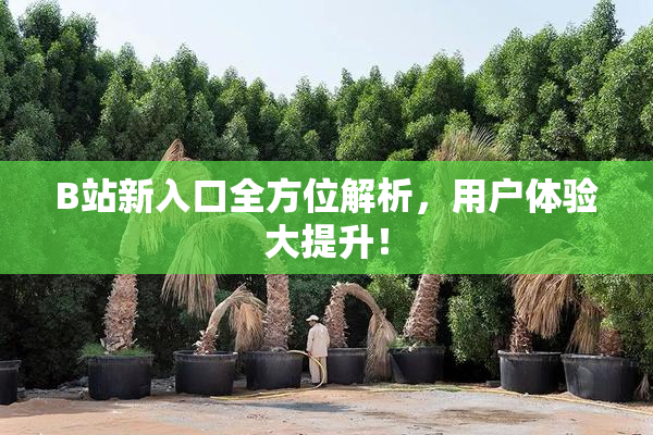 B站新入口全方位解析，用户体验大提升！