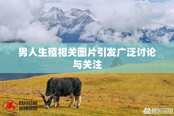 男人生殖相关图片引发广泛讨论与关注