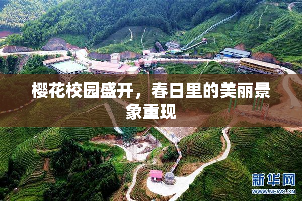 樱花校园盛开，春日里的美丽景象重现