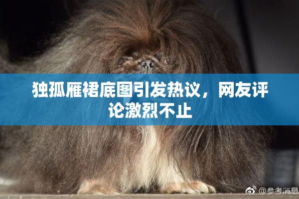 独孤雁裙底图引发热议，网友评论激烈不止
