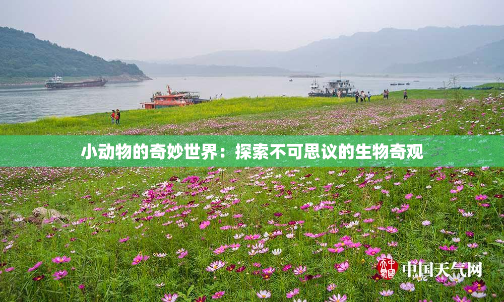 小动物的奇妙世界：探索不可思议的生物奇观