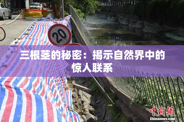 三根茎的秘密：揭示自然界中的惊人联系