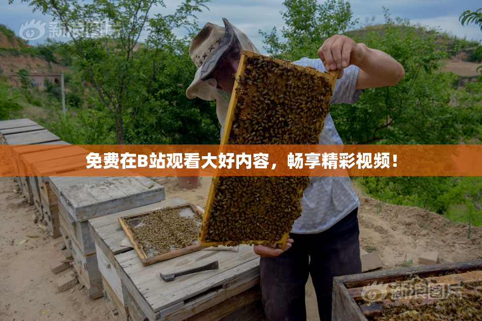 免费在B站观看大好内容，畅享精彩视频！