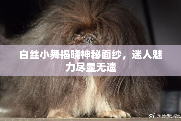 白丝小舞揭晓神秘面纱，迷人魅力尽显无遗