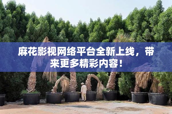 麻花影视网络平台全新上线，带来更多精彩内容！
