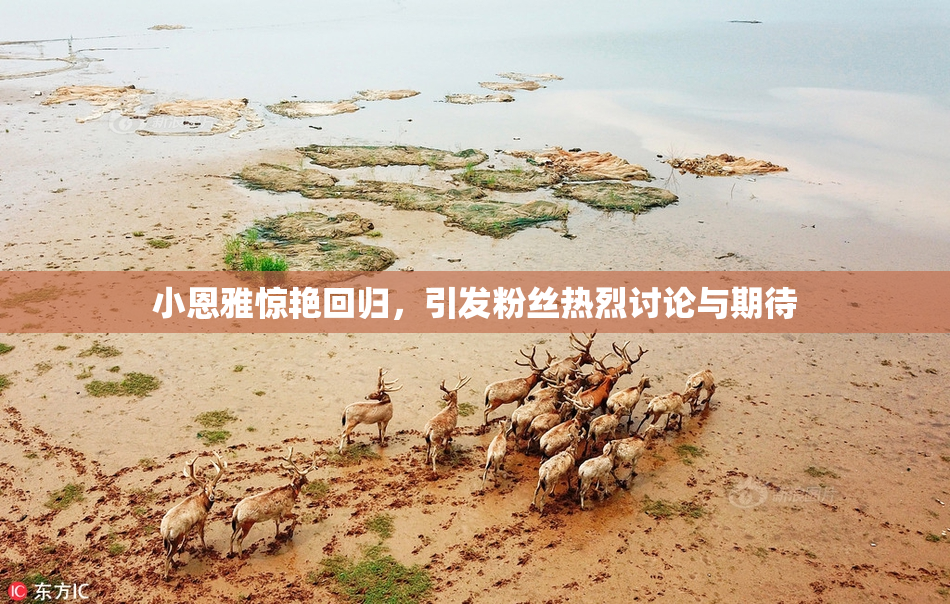 小恩雅惊艳回归，引发粉丝热烈讨论与期待