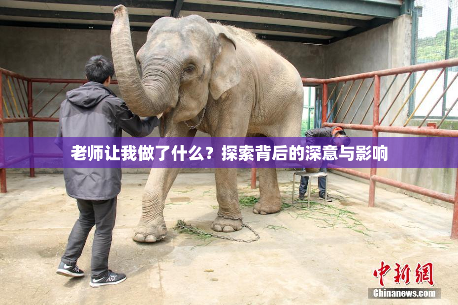 老师让我做了什么？探索背后的深意与影响