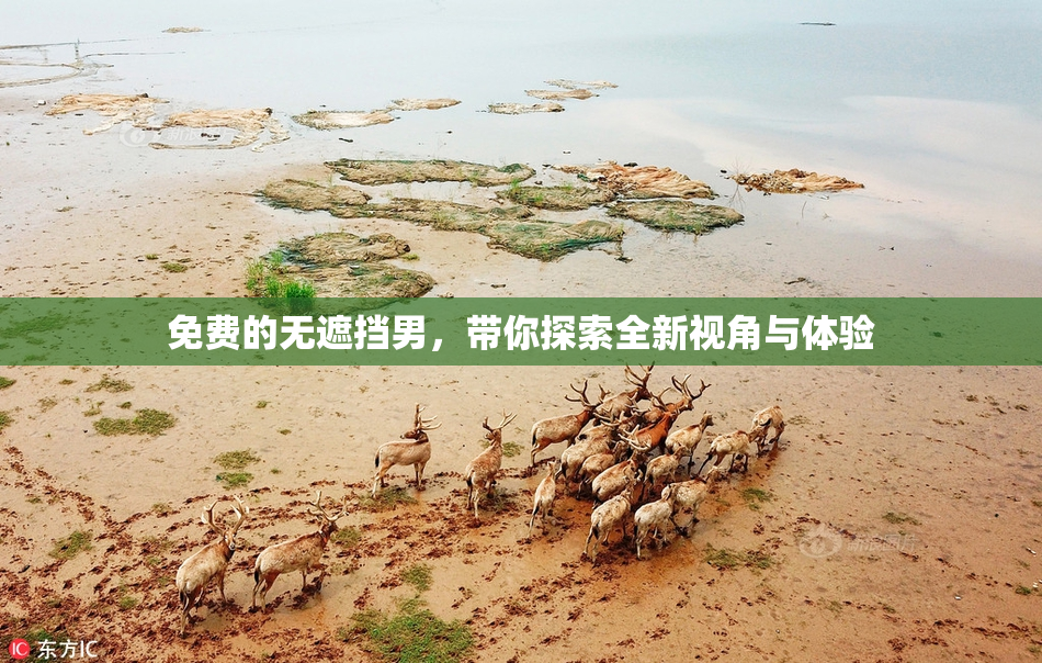 免费的无遮挡男，带你探索全新视角与体验