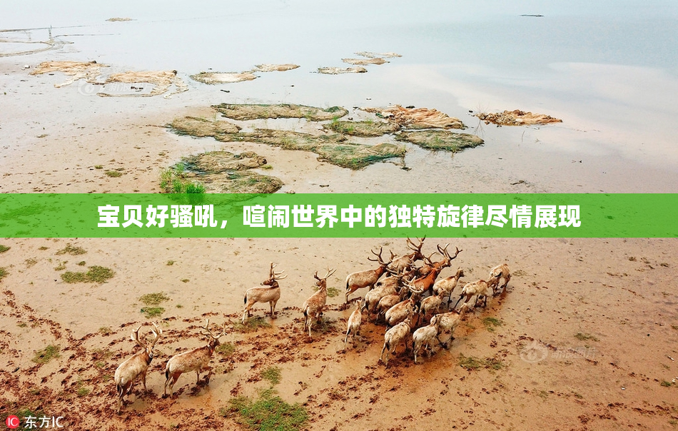 宝贝好骚吼，喧闹世界中的独特旋律尽情展现