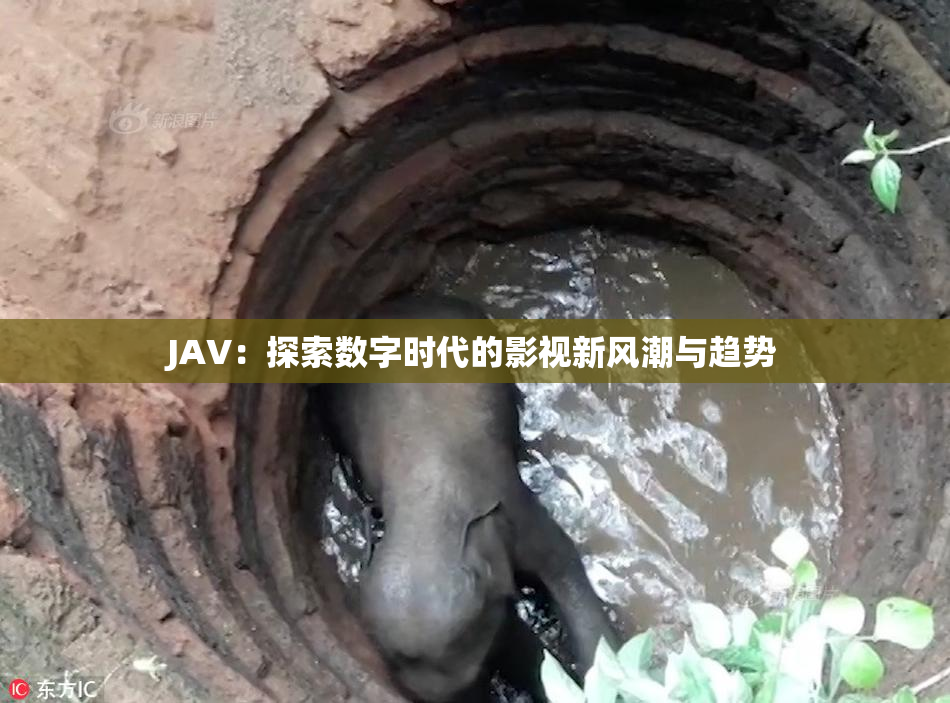 JAV：探索数字时代的影视新风潮与趋势