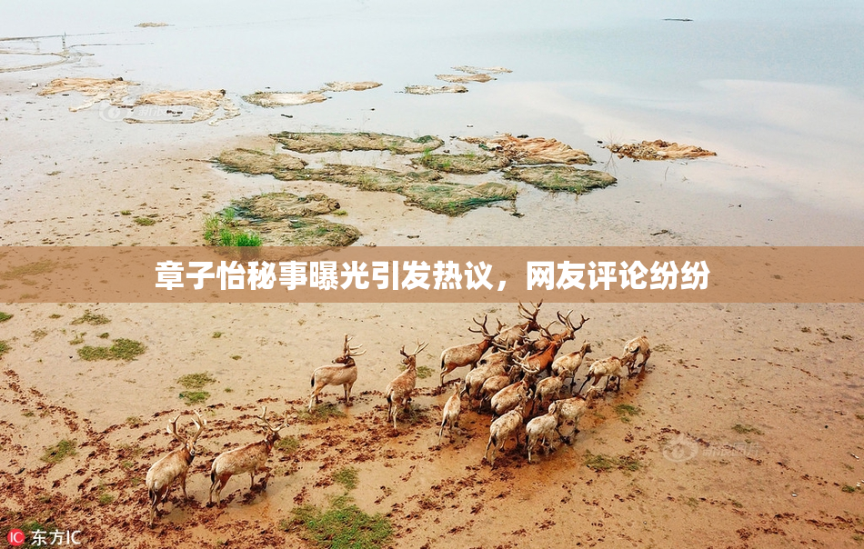 章子怡秘事曝光引发热议，网友评论纷纷