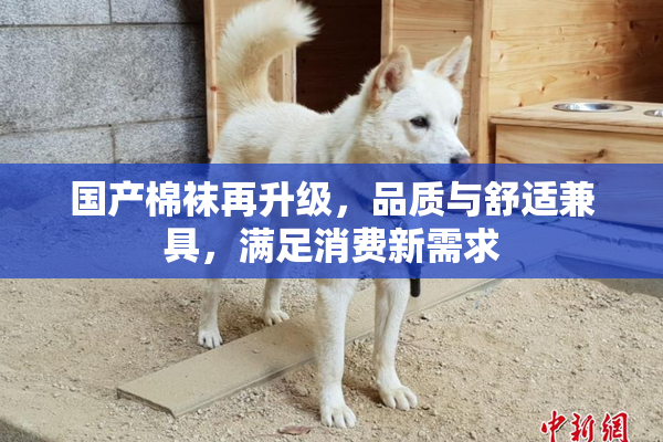 国产棉袜再升级，品质与舒适兼具，满足消费新需求