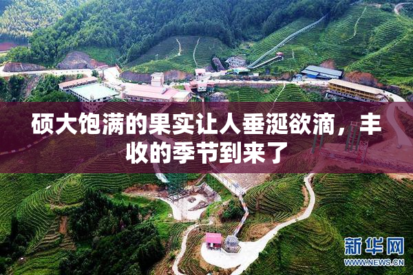 硕大饱满的果实让人垂涎欲滴，丰收的季节到来了