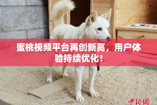 蜜桃视频平台再创新高，用户体验持续优化！