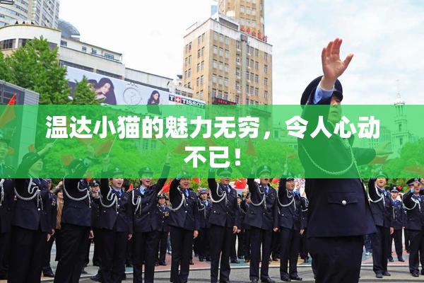 温达小猫的魅力无穷，令人心动不已！