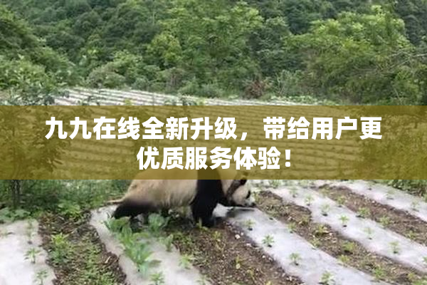 九九在线全新升级，带给用户更优质服务体验！