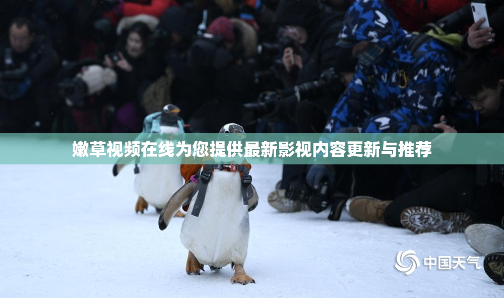 嫩草视频在线为您提供最新影视内容更新与推荐