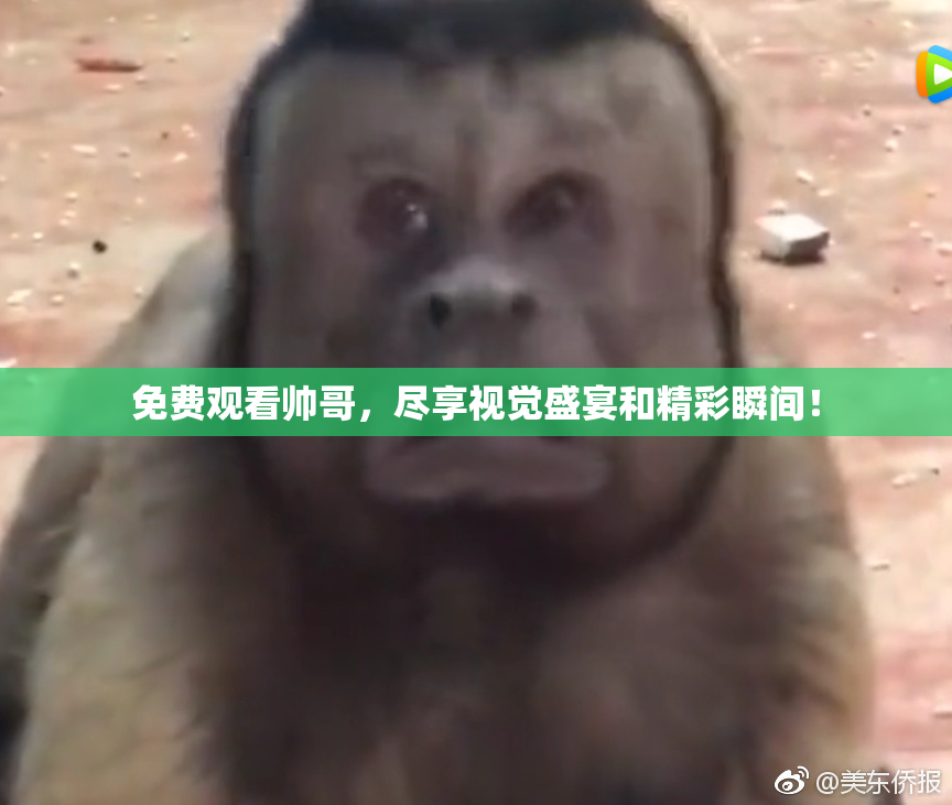 免费观看帅哥，尽享视觉盛宴和精彩瞬间！