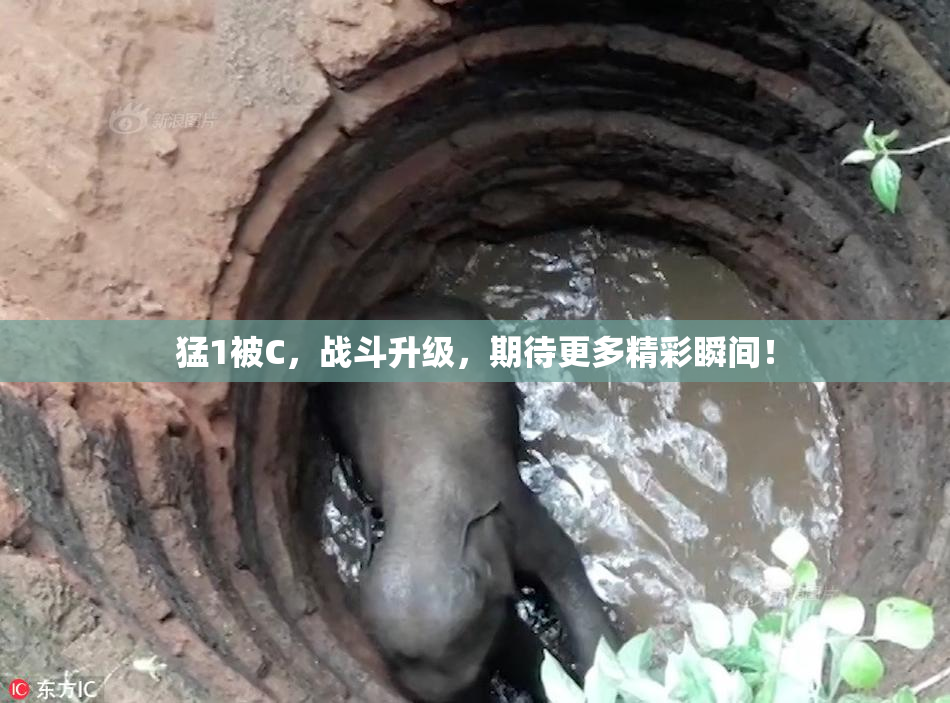 猛1被C，战斗升级，期待更多精彩瞬间！