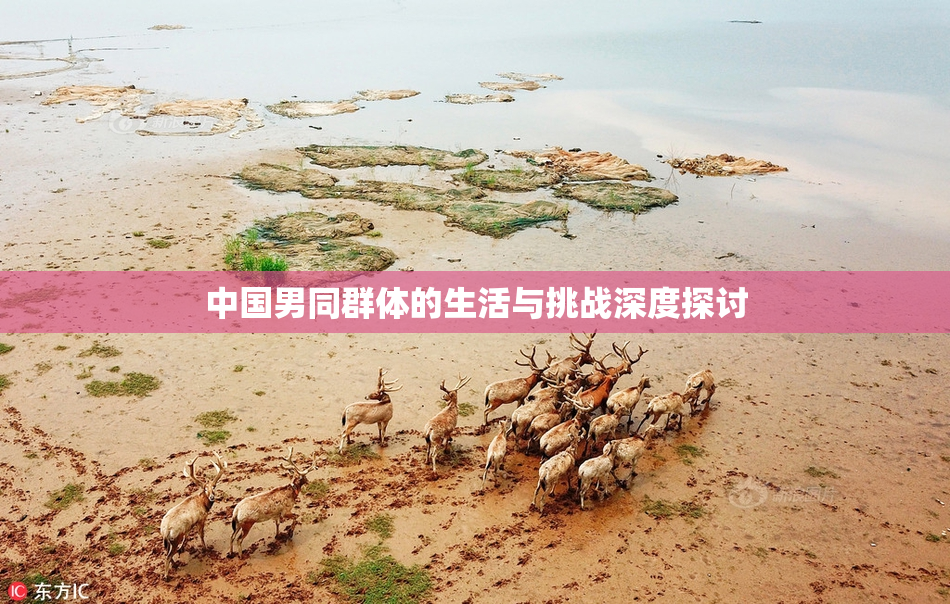 中国男同群体的生活与挑战深度探讨