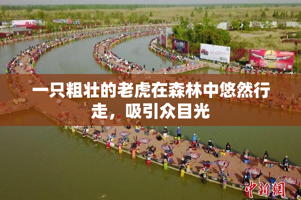 一只粗壮的老虎在森林中悠然行走，吸引众目光