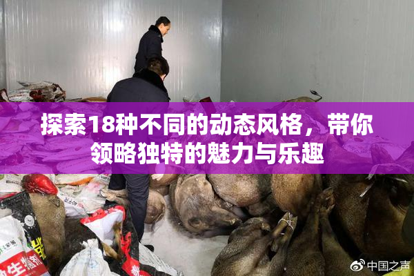 探索18种不同的动态风格，带你领略独特的魅力与乐趣